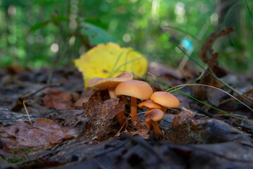 Flammulina velutipes, winter mushrooms grow in nature