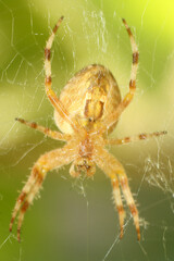 spider that has a spider
