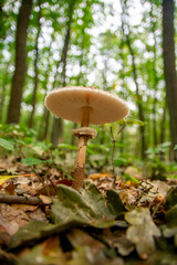 Macrolepiota procera, the parasol mushroom, view from below