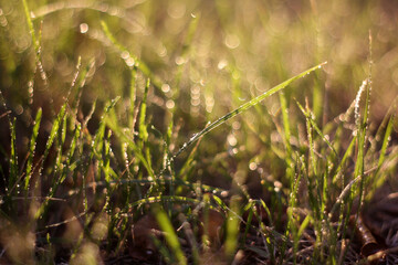 a close up of grass with the sun shining through.