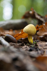 Tricholoma sulphureum. Tricoloma sulfur.