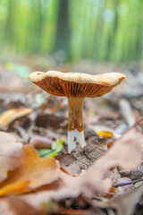 Cortinarius varius in the wet spruce forest, also known as the contrary webcap. Edible mushroom, natural environment