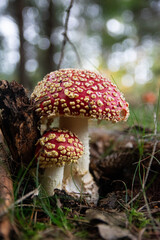 Amanita muscaria, commonly known as the fly agaric or fly amanita