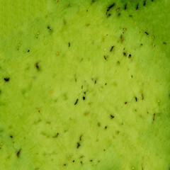 Green pesto Cheese textured  background. Wallpaper of Dutch green cheese with basil flavor