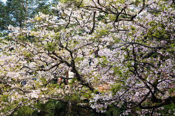 Beautiful cherry blossoms bloom in the Alishan Forest Recreation Area in Chiayi, Taiwan.