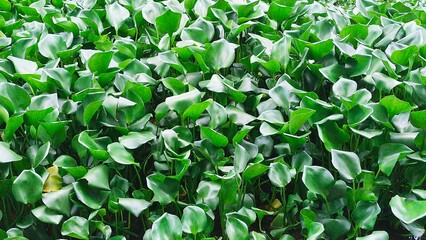 water hyacinth plant in a pond