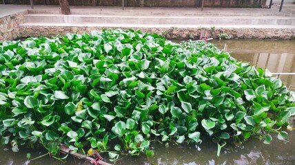 Eceng Gondok (common water hyacinth) plant floating in the river