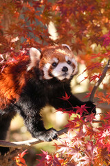 red panda and red leaves