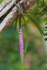 Rhynchostylis gigantea blooming orchid flowers in the garden