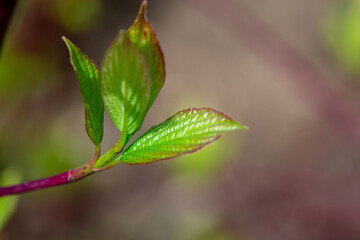 Close-Up Of Fresh Green Leaves On A Soft Focus Background