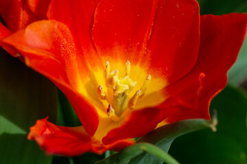 Close-Up of a Vibrant Red and Yellow Tulip in Full Bloom