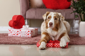 Cute Australian shepherd dog with gift boxes in festive room. Valentine's Day celebration