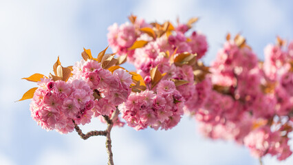 Close-Up of Pink Cherry Blossom Flowers in Full Bloom