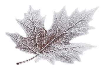 Frost covered maple leaf on a white background, cut out - stock png.