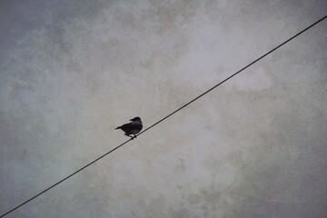 silhouette of a crow