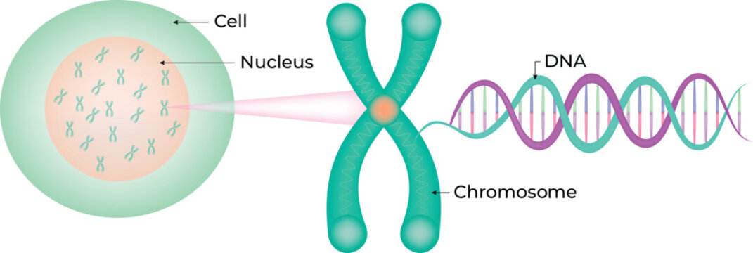 Cell Nucleus DNA Chromosome Vector Illustration