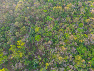 Aerial view colorful mixed forest onmountain various color tree forest