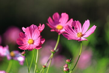 Fototapeta premium 秋風に揺れて咲く