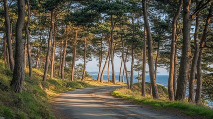 Fototapeta premium A winding coastal road lined with tall pine trees, with the ocean visible through the trees