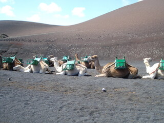 Camellos en el parque nacional del Timanfaya en Lanzarote