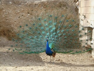 Foto de pavo real con la cola extendida,
