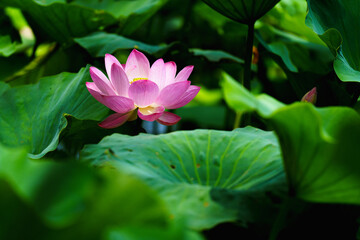 Obraz premium Chinese beauty: Pink lotus flower blooming in sunlight with green leaf