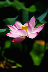Chinese beauty: Pink lotus flower blooming in sunlight with green leaf