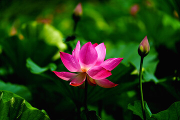 Fototapeta premium Chinese beauty: Pink lotus flower blooming in sunlight with green leaf