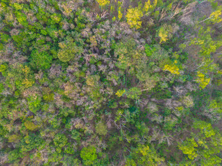 Aerial view colorful mixed forest onmountain various color tree forest