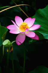 Chinese beauty: Pink lotus flower blooming in sunlight with green leaf