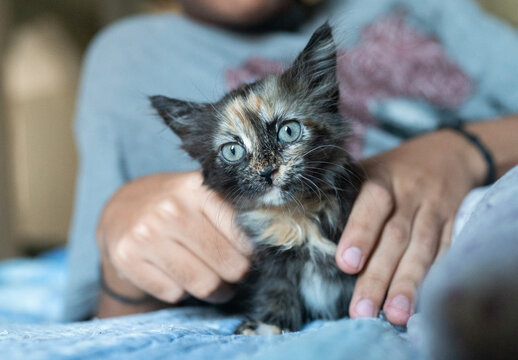 gatto di pochi lesi