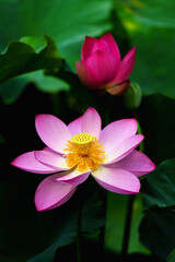 Chinese beauty: Pink lotus flower blooming in sunlight with green leaf