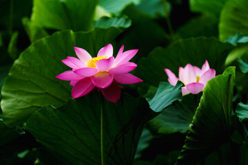 Chinese beauty: Pink lotus flower blooming in sunlight with green leaf