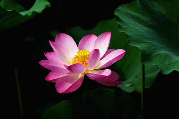 Chinese beauty: Pink lotus flower blooming in sunlight with green leaf