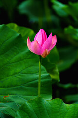 Chinese beauty: Pink lotus flower blooming in sunlight with green leaf