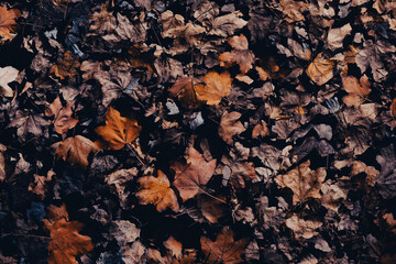 Orange, brown and yellow autumn leaves laying on the ground, late fall background