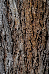 brown tree bark, wooden background material