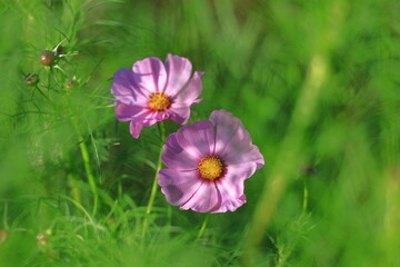 秋風に揺れて咲く