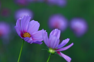 秋風に揺れて咲く