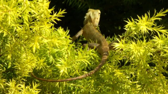 Garden lizard resting on vibrant lush green tree in the morning. Wild reptile on the backyard.
