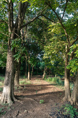 Fototapeta premium A garden path with big trees on the side