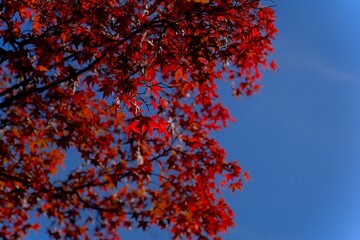 red autumn leaves