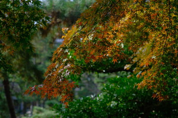 green moss on the wall