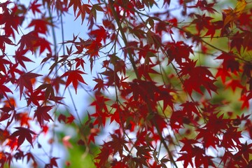 red autumn leaves