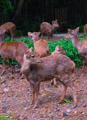 A herd of Bawean deesr or Kuhl's hog deer or Bawean hog deer with the scientific name Hyelaphus kuhlii which is usually found on Bawean Island in the middle of the Java Sea, Indonesia