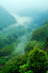 Obraz premium Nature Background of hills with beautiful dense trees in the middle of the mist at the zoo in the city of Bogor, west java Indonesia
