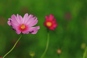 秋風に揺れて咲く