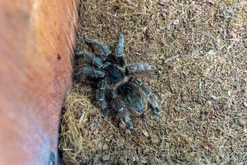 Beautiful tarantula spider web natural