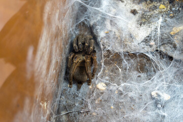 Beautiful tarantula spider web natural