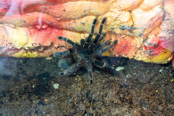 Beautiful tarantula spider web natural